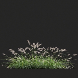Maxtree-Plants Vol20 Pennisetum orientale 01 02 