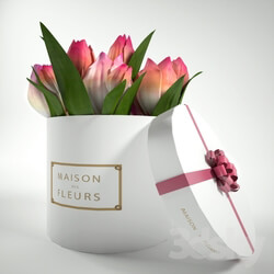 Plant - Tulips in a gift box 