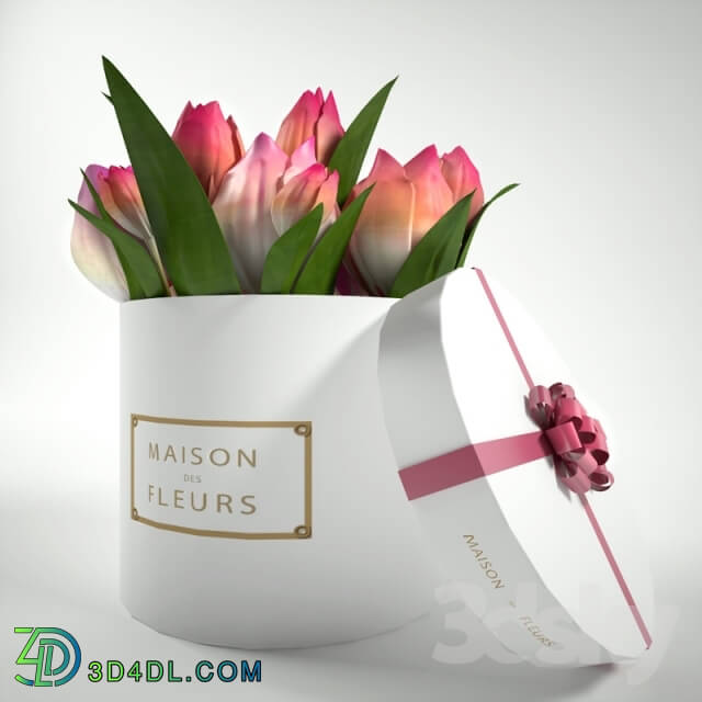 Plant - Tulips in a gift box