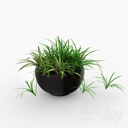 Plant - Kashpo 