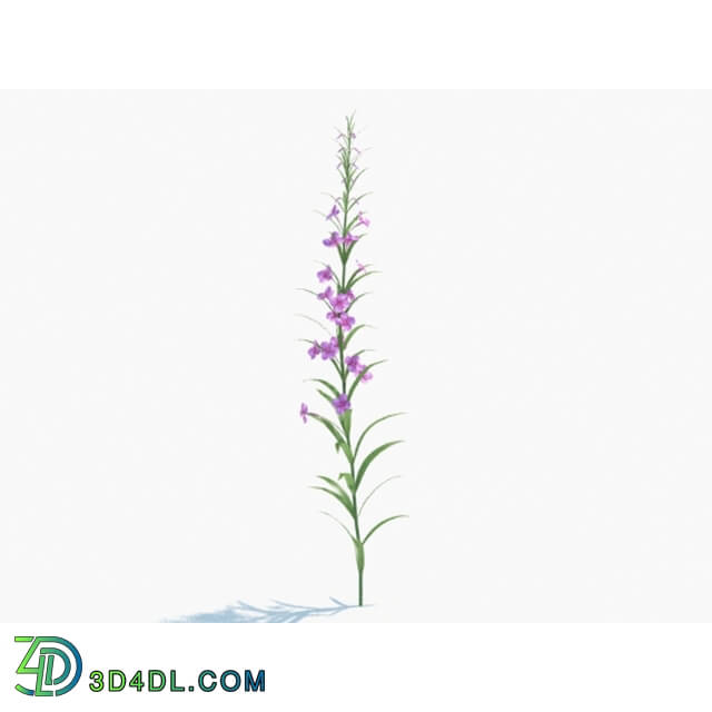 Maxtree-Plants Vol03 Epilobium angustifolium 01