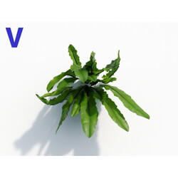 Maxtree-Plants Vol08 Asplenium Australasicum 04 