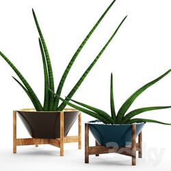 Plant - A collection of plants in pots. 64Sansevieria 
