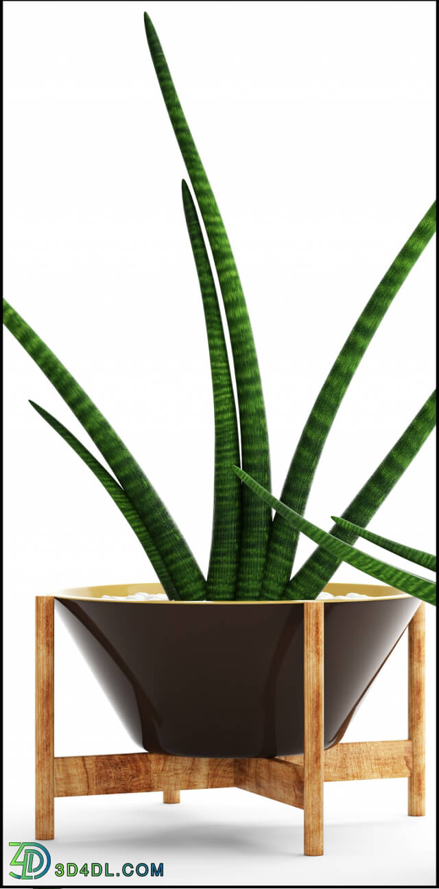 Plant - A collection of plants in pots. 64Sansevieria
