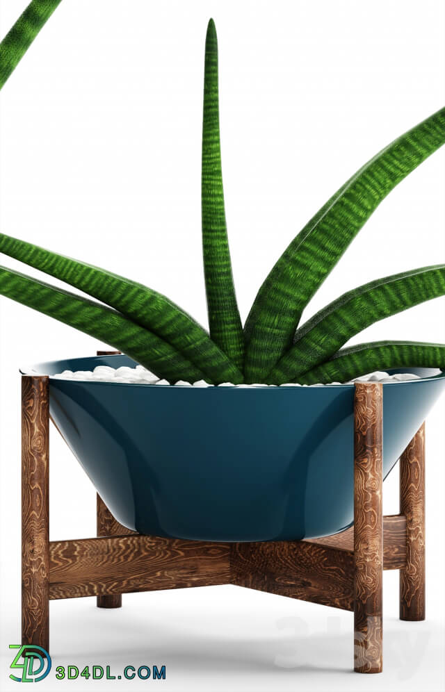 Plant - A collection of plants in pots. 64Sansevieria