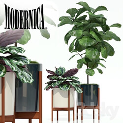 Plant - Plants collection 69 Modernica pots 