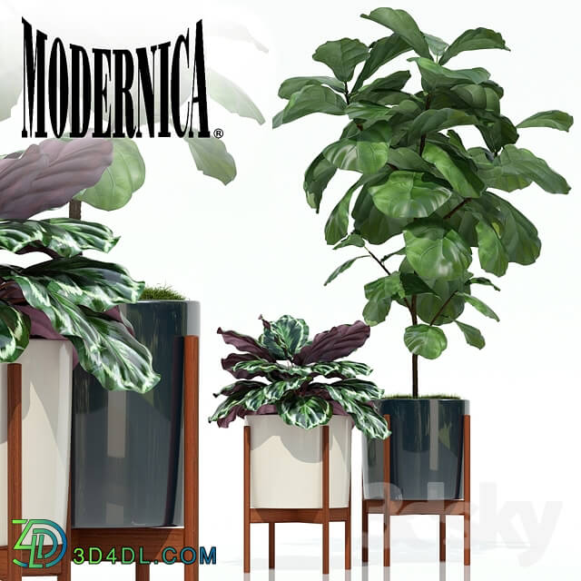 Plant - Plants collection 69 Modernica pots