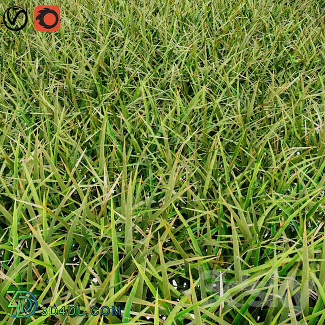 Grass - grass01