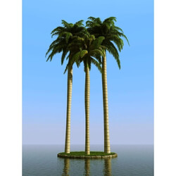 3dMentor HQPalms-03 (58) royal palm 