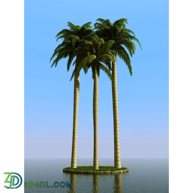 3dMentor HQPalms-03 (58) royal palm