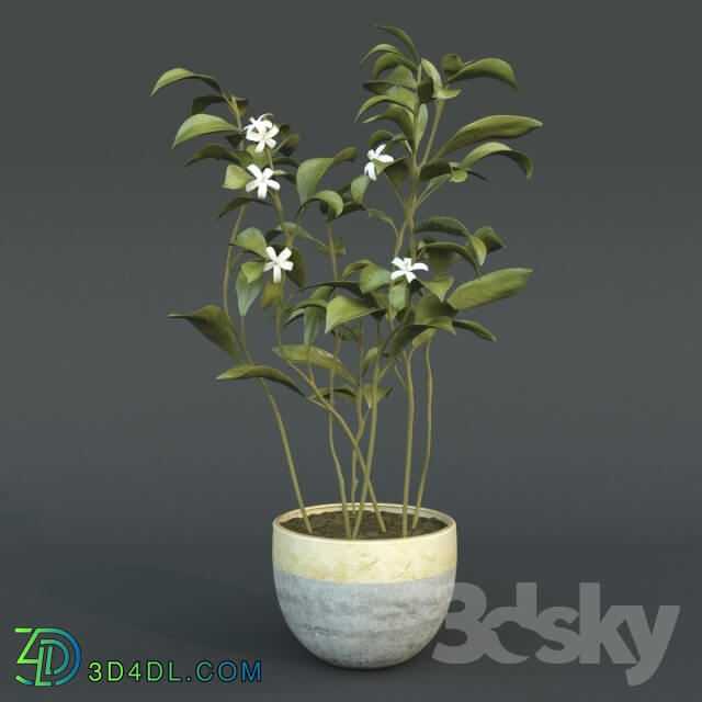 Plant - Animated Azahar flower