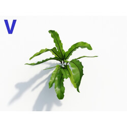 Maxtree-Plants Vol08 Asplenium Australasicum 05 