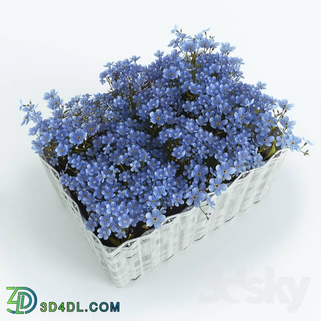 Plant - Basket with Forget-Me