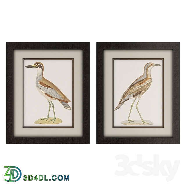 Frame - Framed Seabird Wall Art Collection