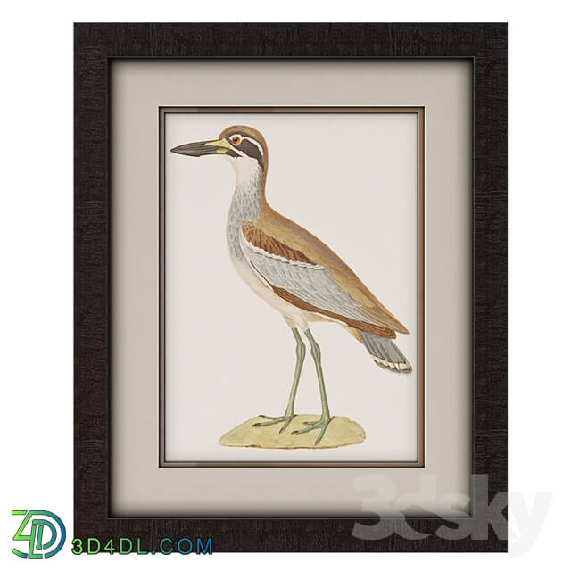 Frame - Framed Seabird Wall Art Collection