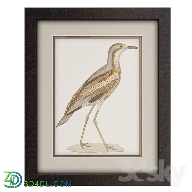 Frame - Framed Seabird Wall Art Collection