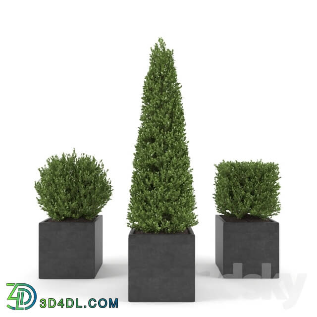 Plant - Boxwood - Set 2