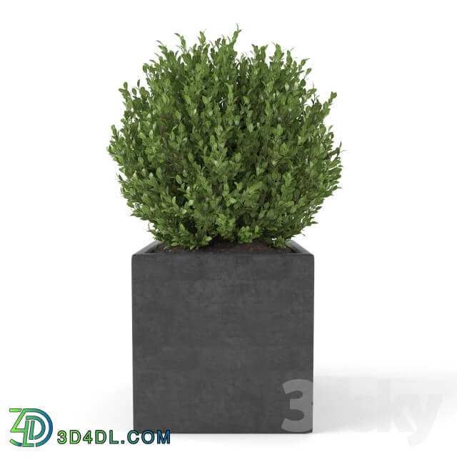 Plant - Boxwood - Set 2