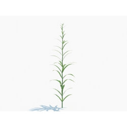 Maxtree-Plants Vol03 Epilobium angustifolium 03 
