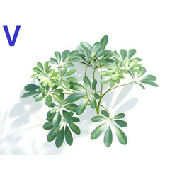 Maxtree-Plants Vol04 Schefflera octophylla 06 