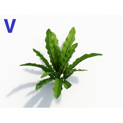 Maxtree-Plants Vol08 Asplenium Australasicum 06 