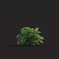Maxtree-Plants Vol20 Astrantia major 01 01 