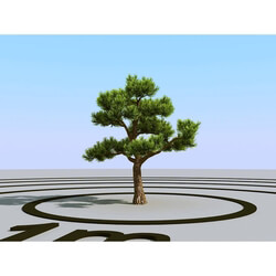 3dMentor HQPlants-02 (001) bonsai pine 