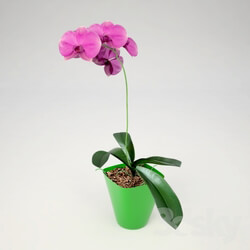Plant - Phalaenopsis Orchid 