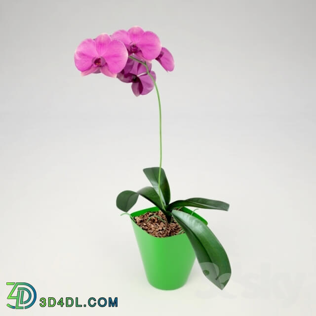 Plant - Phalaenopsis Orchid