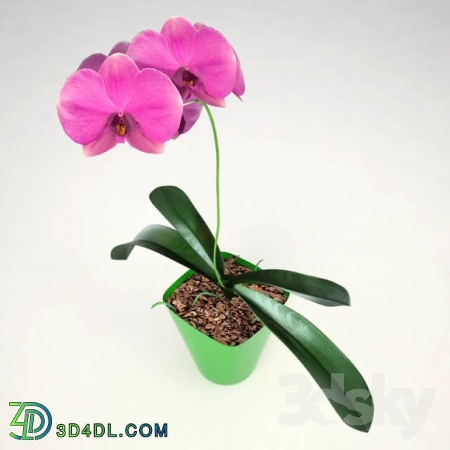 Plant - Phalaenopsis Orchid