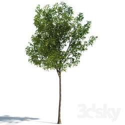 Plant - Tilia Tree 4.5m 