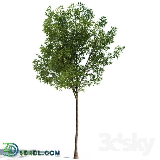 Plant - Tilia Tree 4.5m