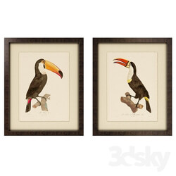 Frame - Toucan Framed Art 