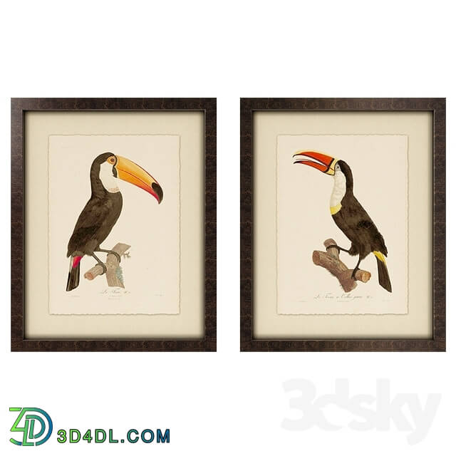 Frame - Toucan Framed Art