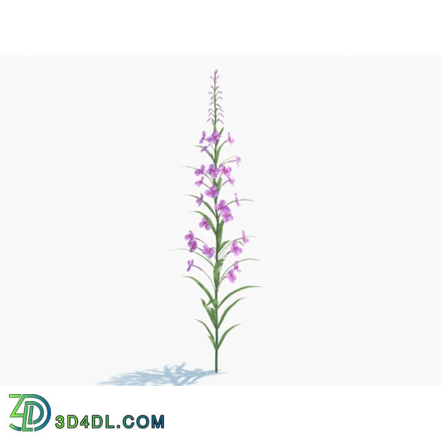 Maxtree-Plants Vol03 Epilobium angustifolium 04