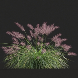 Maxtree-Plants Vol20 Pennisetum orientale 01 06 