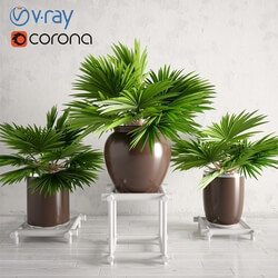 Plant - Potted Palm Plants Collection 003 