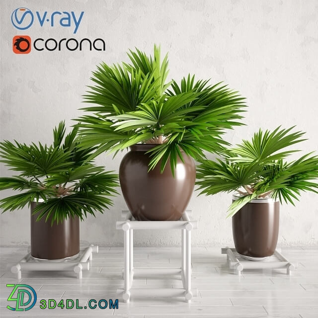 Plant - Potted Palm Plants Collection 003