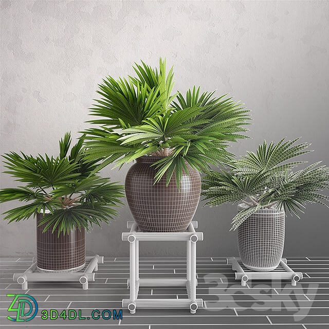 Plant - Potted Palm Plants Collection 003