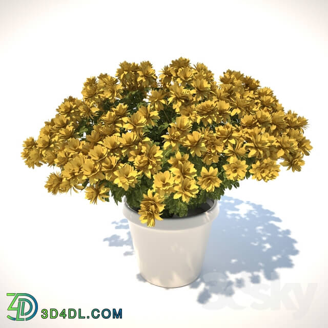 Plant - Chrysanthemum