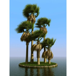 3dMentor HQPalms-03 (61) sabal palm wind 