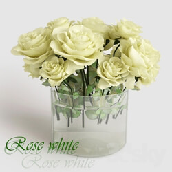 Plant - Rose white 