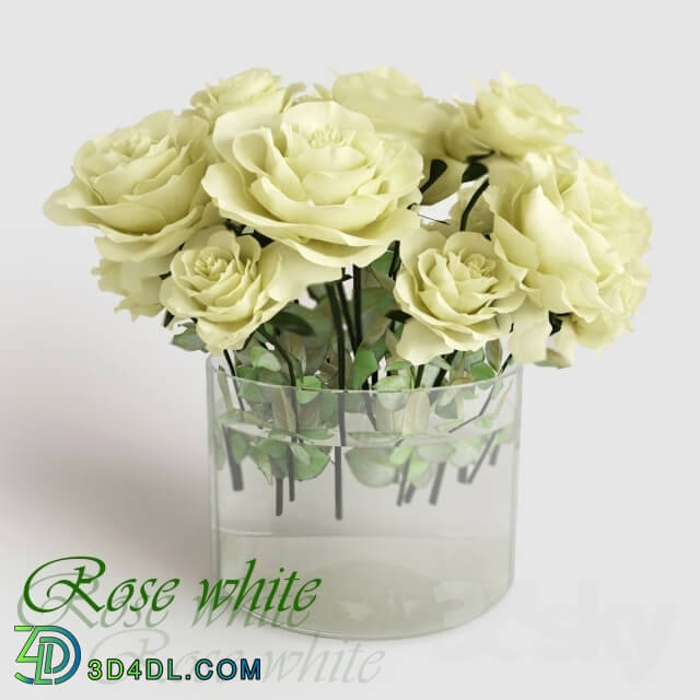 Plant - Rose white