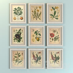 Frame - Paintings _quot_Botany_quot_ 