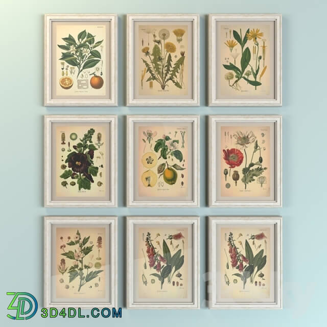 Frame - Paintings _quot_Botany_quot_