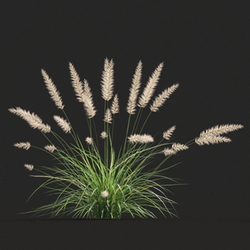 Maxtree-Plants Vol20 Pennisetum orientale 01 07 