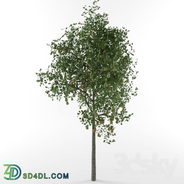 Plant - Pear tree