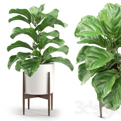Plant - Plant 012 - Ficus Lyrata 