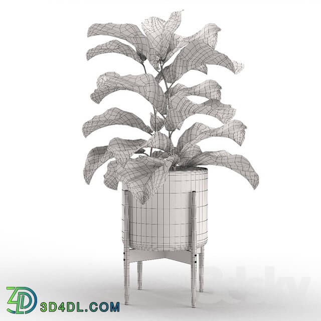 Plant - Plant 012 - Ficus Lyrata