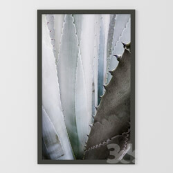 Frame - Picture cactus. 